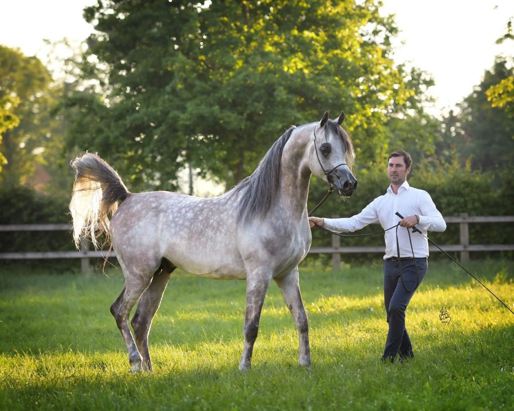 av cloud dancer photoshoot grey breeding stallion showhorse