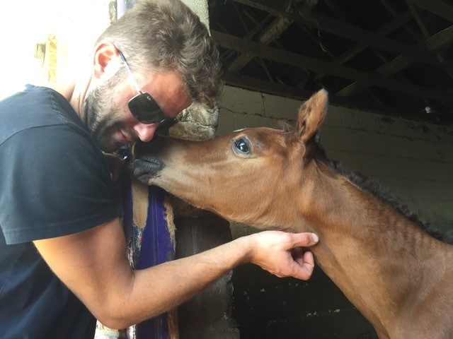 Bay Arabian horse foal giving kisses to a man