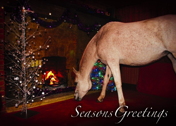 Ethereal white Arabian mare in the sitting room during Christmas, magical and festive