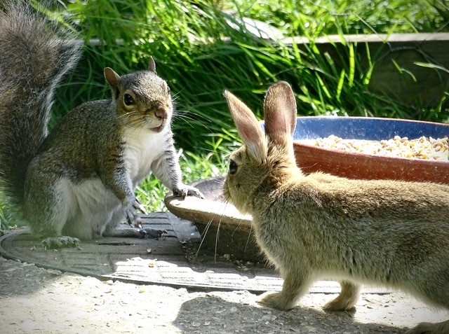 Very cute squirrel and bunny meeting each other in my yard