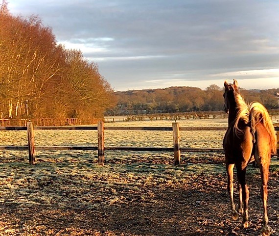 Golden Arabian mare enjoying the golden winters light