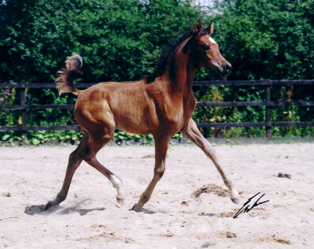 Cute arabian bay colt foal trotting in the arena