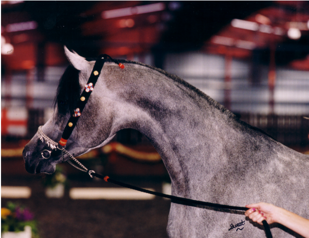 young grey arabian stallion with classic wool show halter