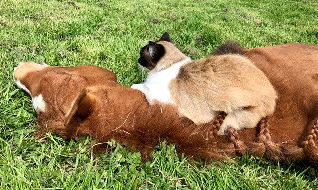 Cute Maine Coon cat sleeping on the neck of a sleeping chestnut Arabian filly foal