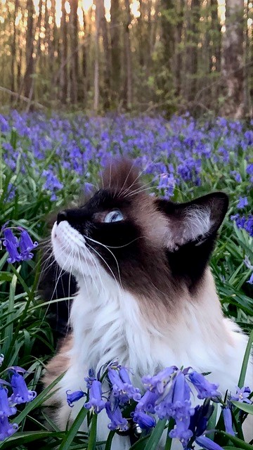 Beautiful Maine Coon cat with blue eyes sitting in a bluebell field in the forest