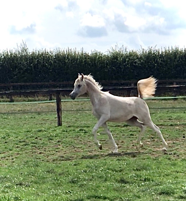 White Arabian filly by Shiraz de Lafon trotting in the field