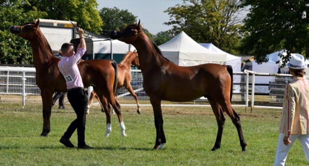 bay arabian filly in a show standup with miles buckley