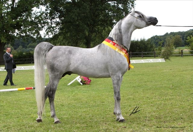 Arabian stallion Om el Bahreyn champion show horse in Germany