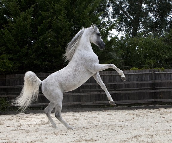 grey arabian stallion rearing