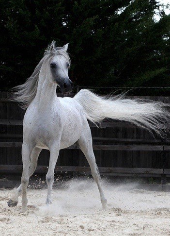 ethereal grey arabian stallion with beautiful long tail
