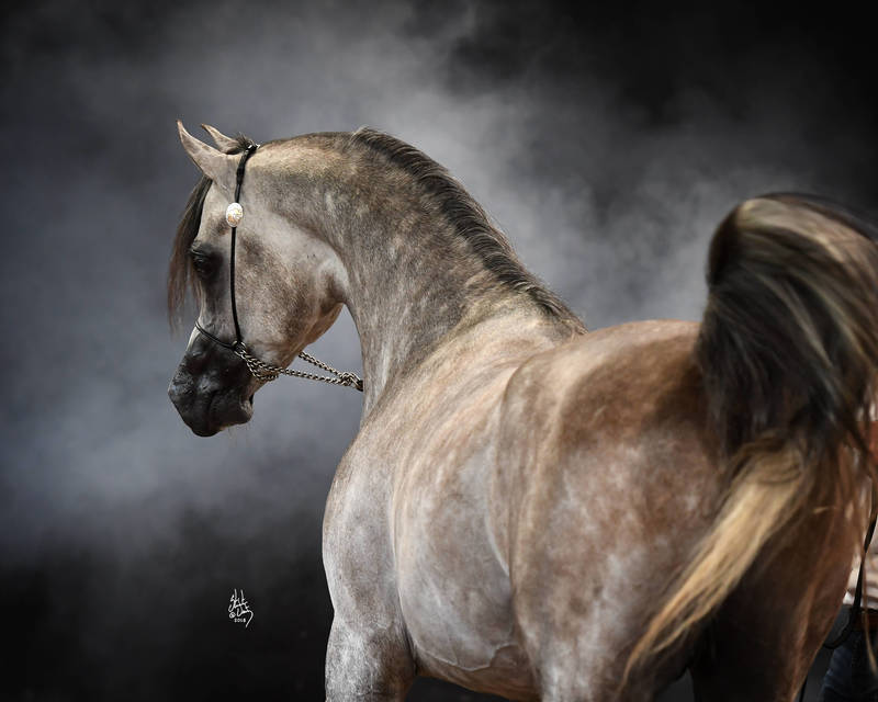 stunning picture of grey arabian stallion with smokey background
