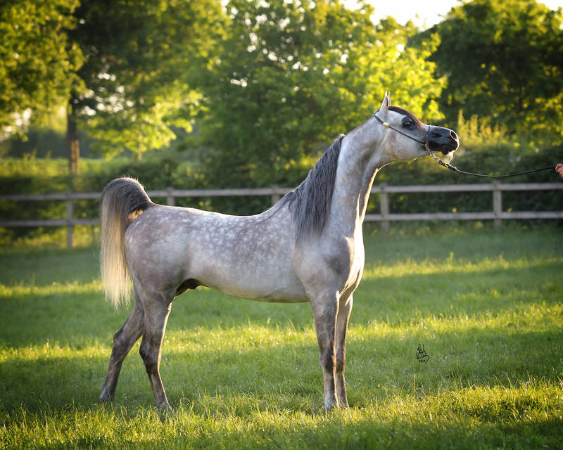 grey arabian showhorse stallion in a beautiful standup