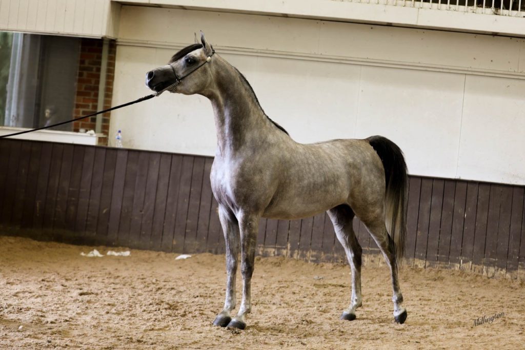 standup of a pretty arabian grey colt