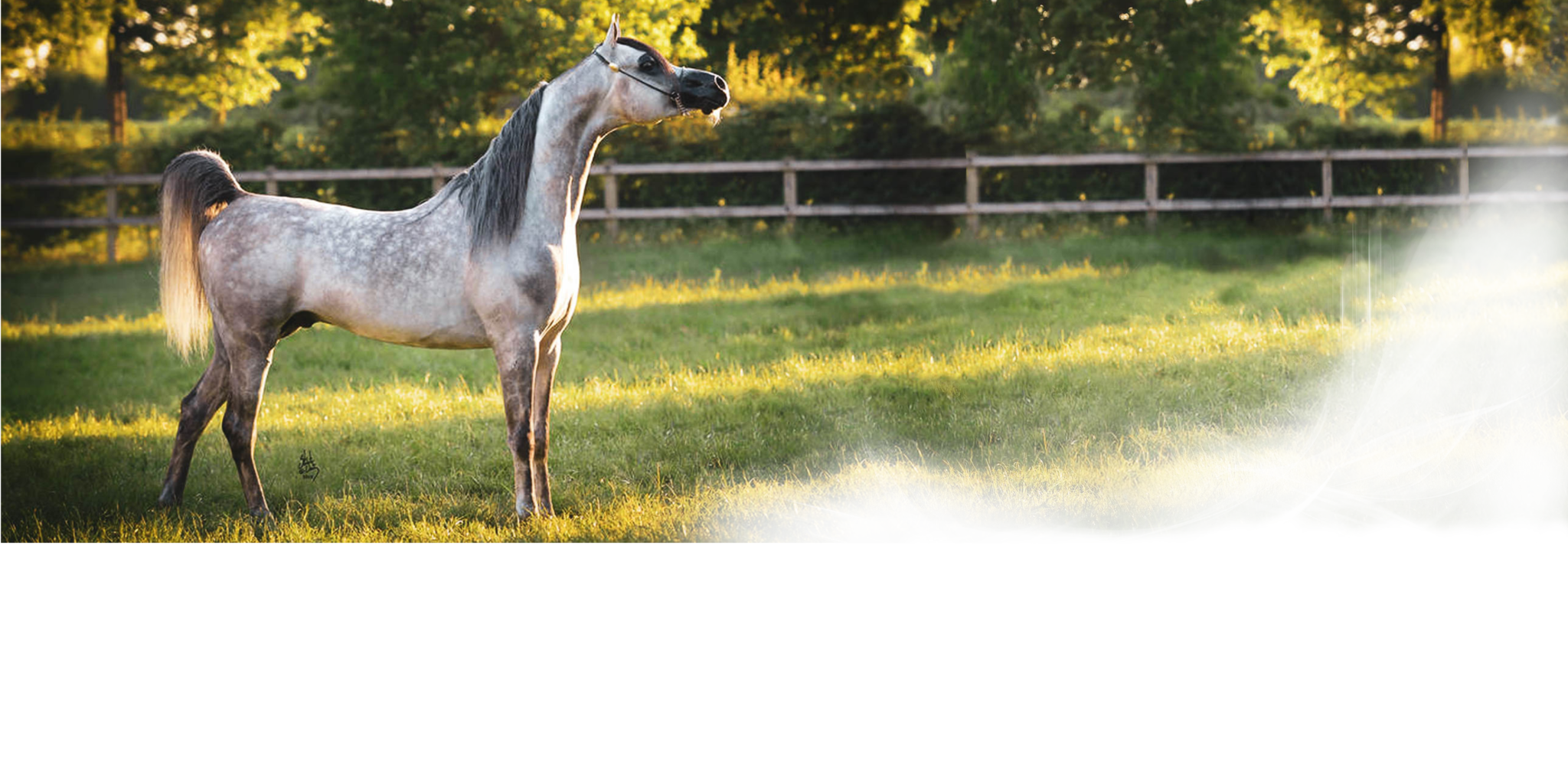 White arabian stallion in a show standup in a beautiful green pasture