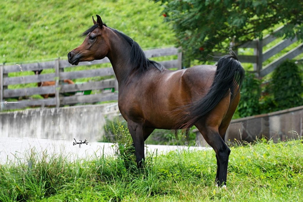 Beautiful dark bay arabian mare in the field