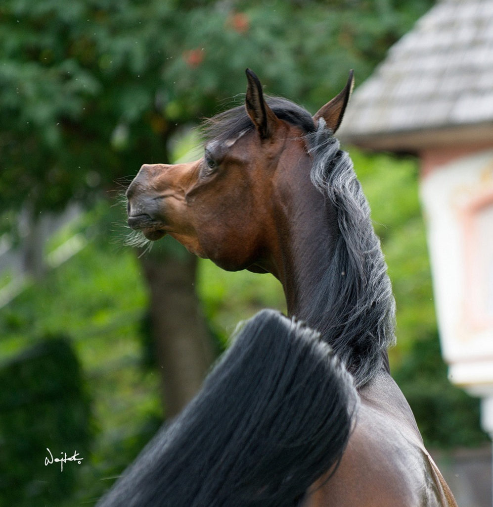 artistic picture of the face of a very typey bay arabian mare