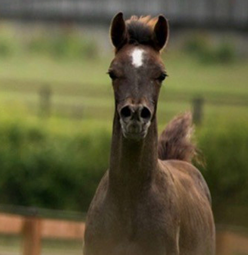 arabian horse colt with a beautiful face