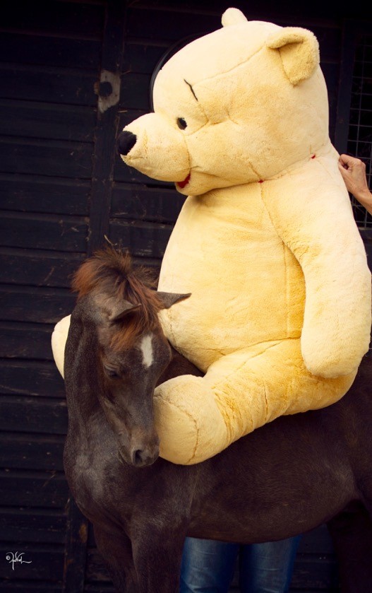 Super cute arabian colt curiously looking at the big teddy bear on his back