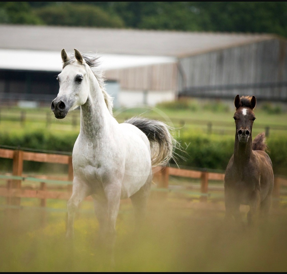 White arabian WH Justice daughter with cute little colt in the field