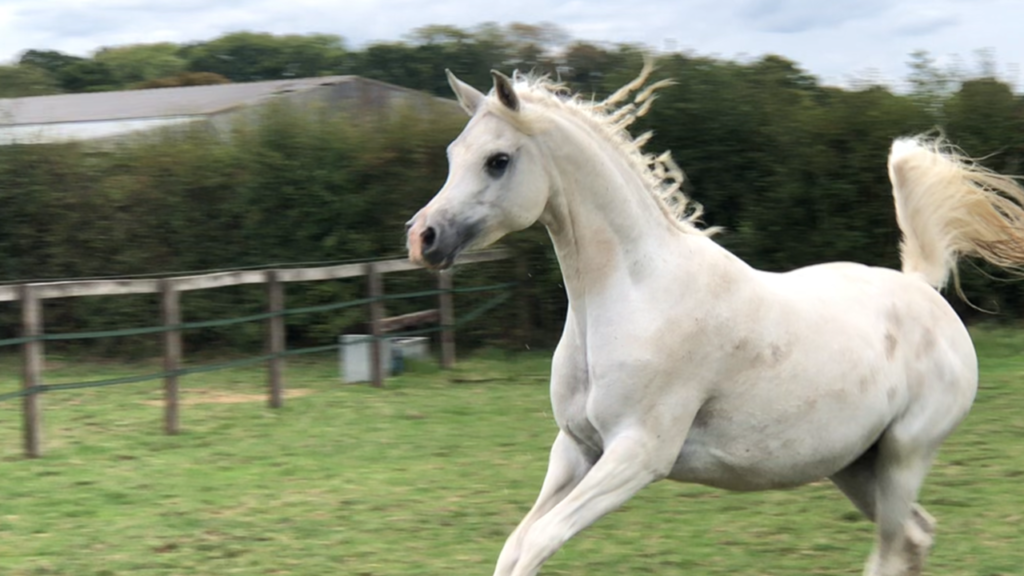 white arabian WH justice daughter galopping in the field