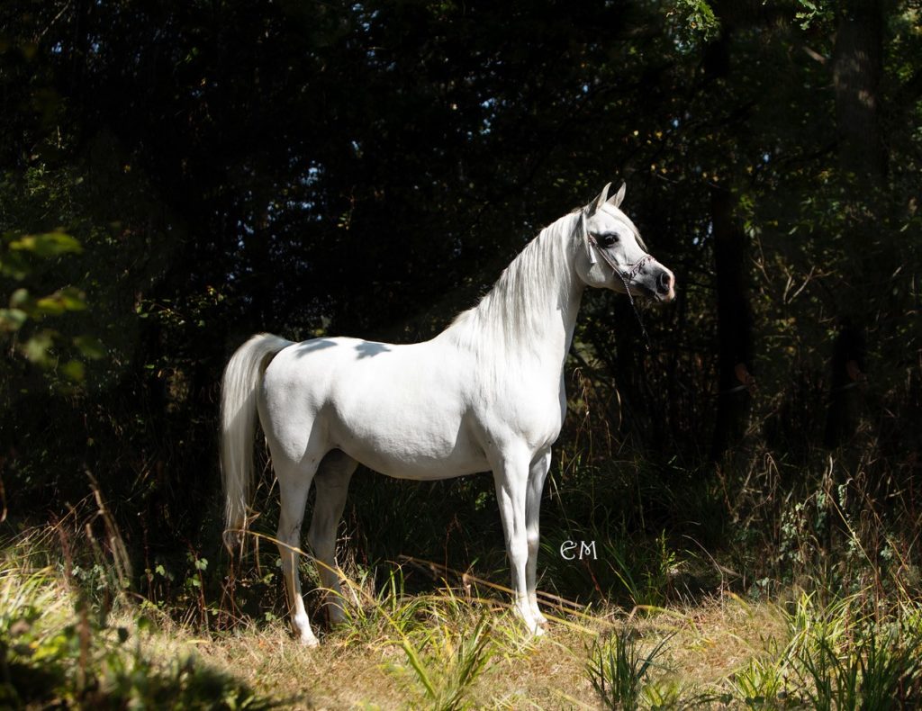 White arabian mare of beautiful type standing in the forest