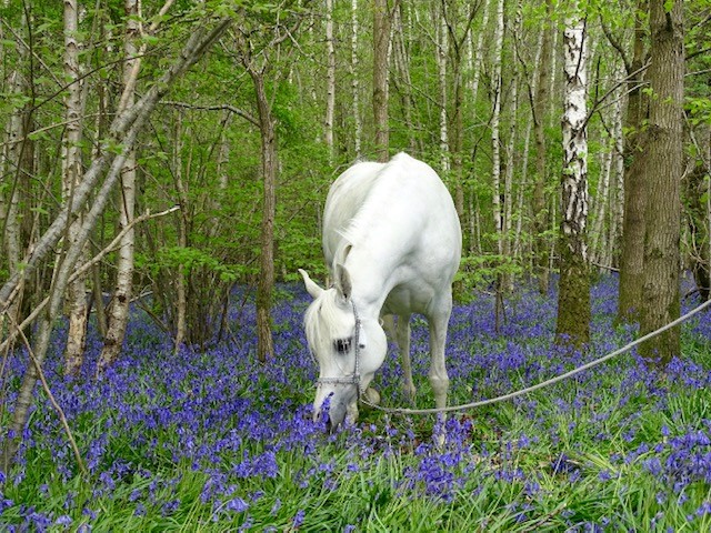 White Arabian horse mare in bluebell forest, so ethereal!