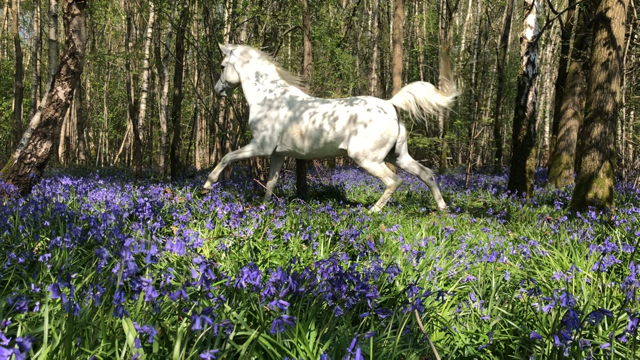 White arabian mare galopping free in magical bluebell forest