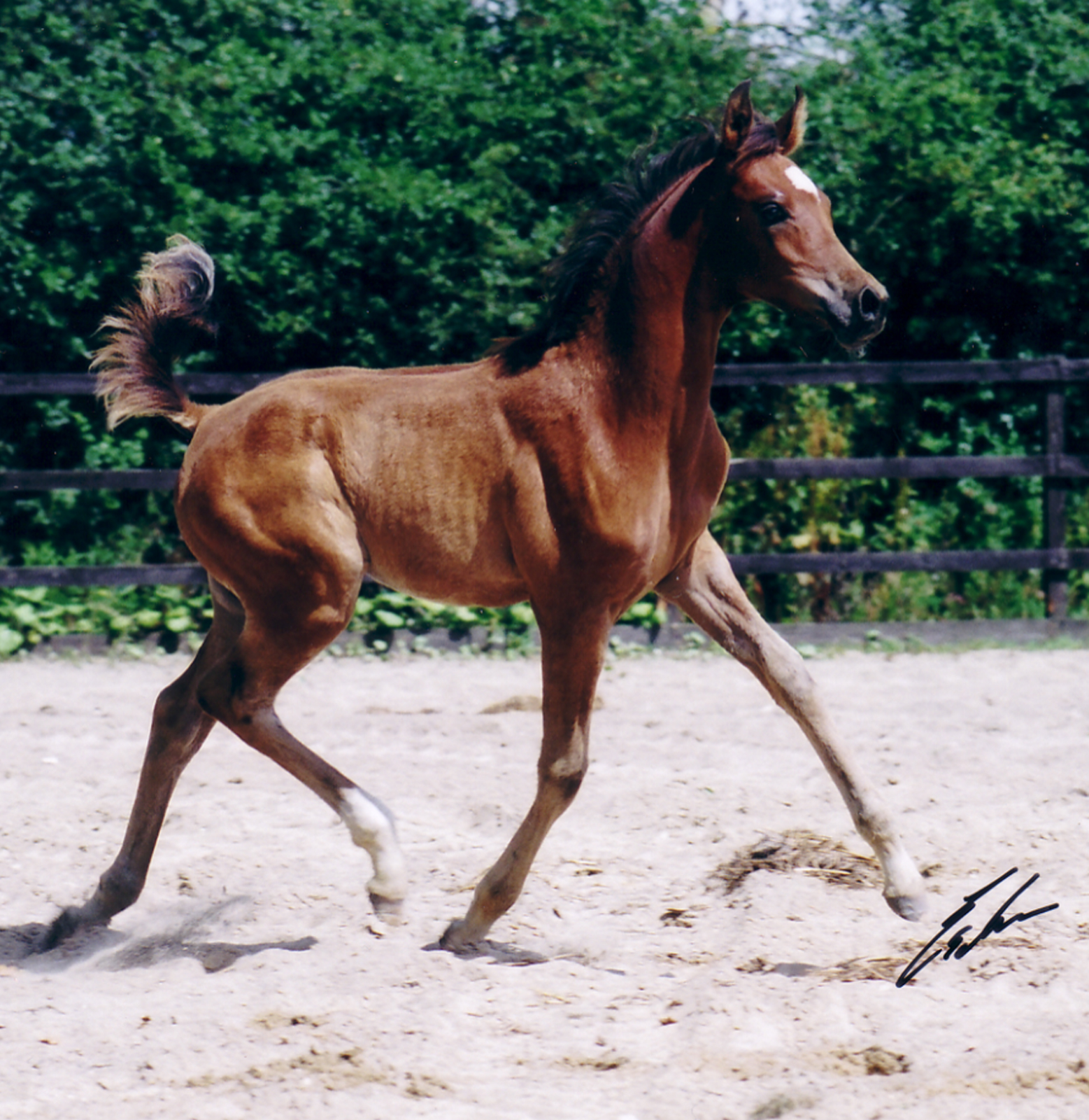 bay arabian foal trotting, photo by erwin escher