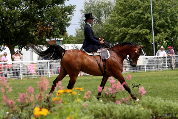 bay arabian gelding being ridden side saddle by his owner who is wearing a top hat