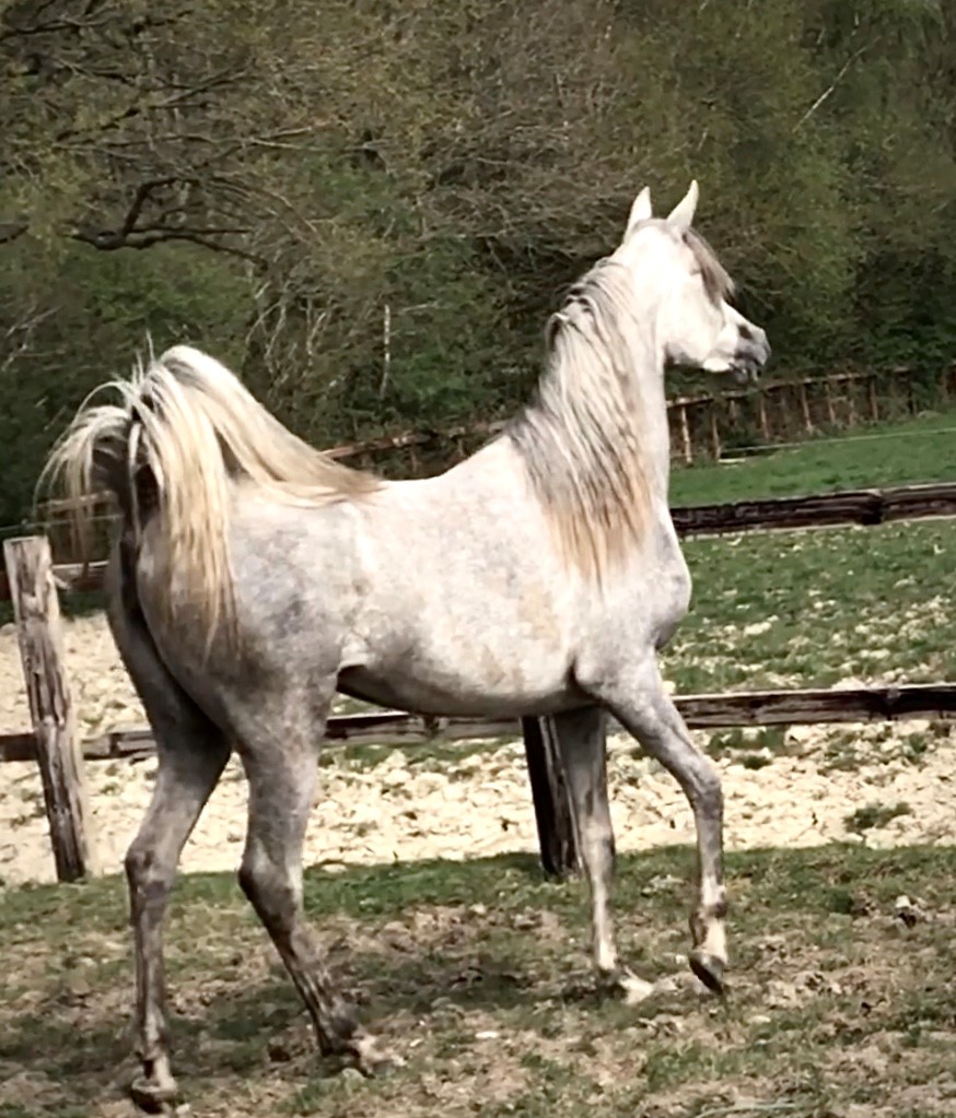 AV Lilac sky typey Arabian horse filly showing off in the field