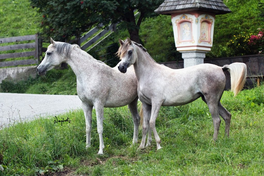 Two Arabian grey mares with beautiful type
