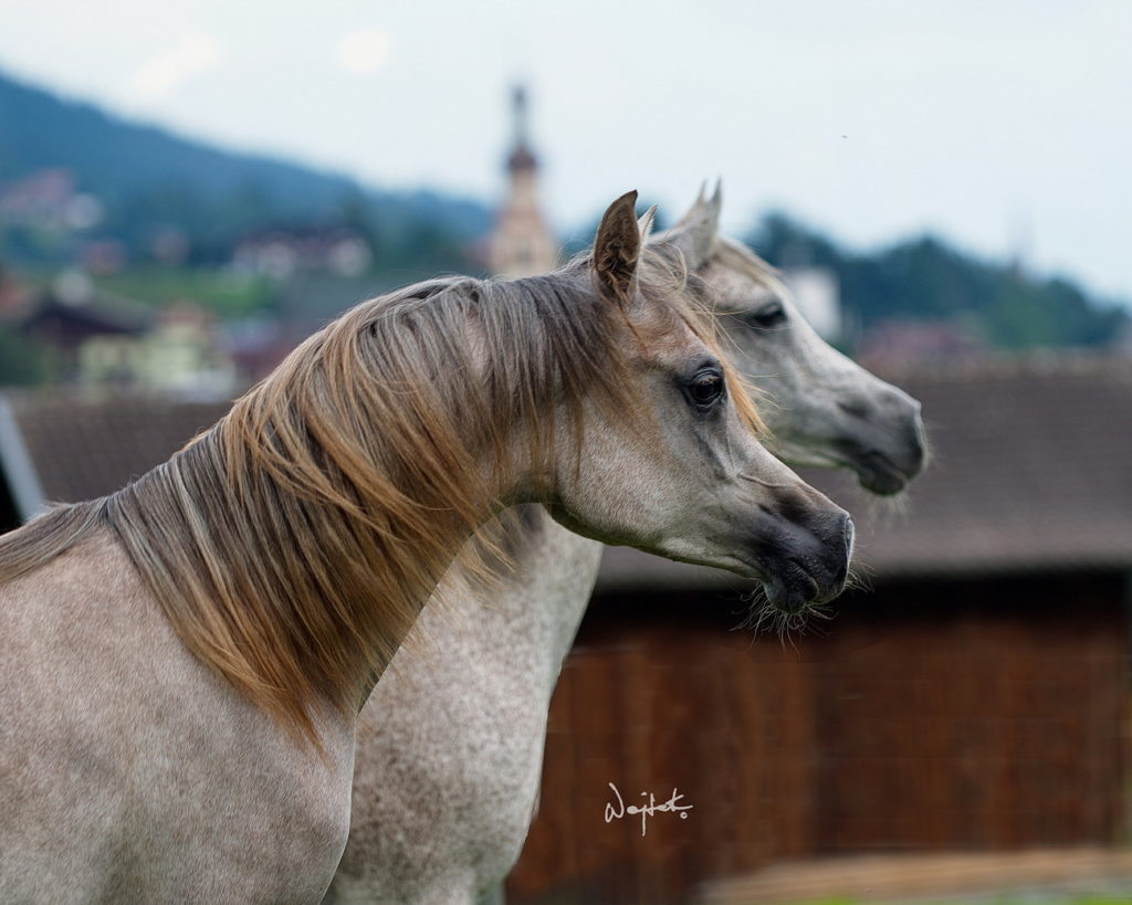 Grey Arabian filly with stunning long, shaped neck