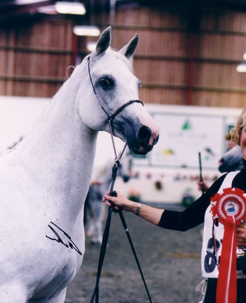 head shot of a classical white arabian mare with beautiful eyes