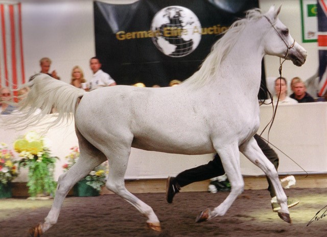 classic white arabian mare by gwizd