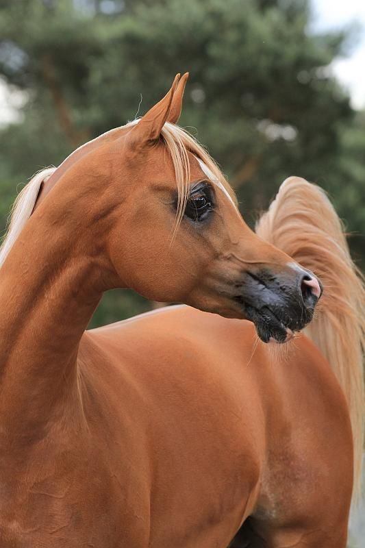 head shot of a blonde chestnut arabian stallion