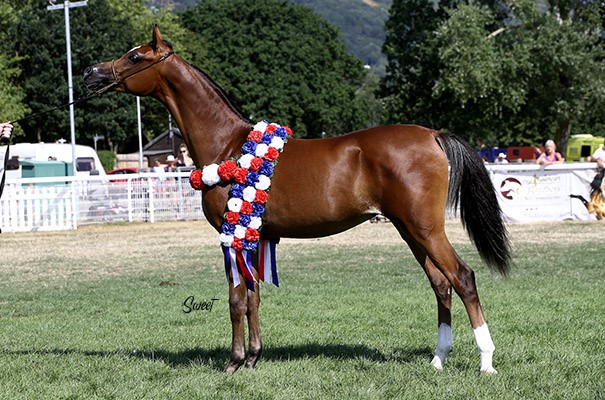 prize winning bay arabian horse av moschino