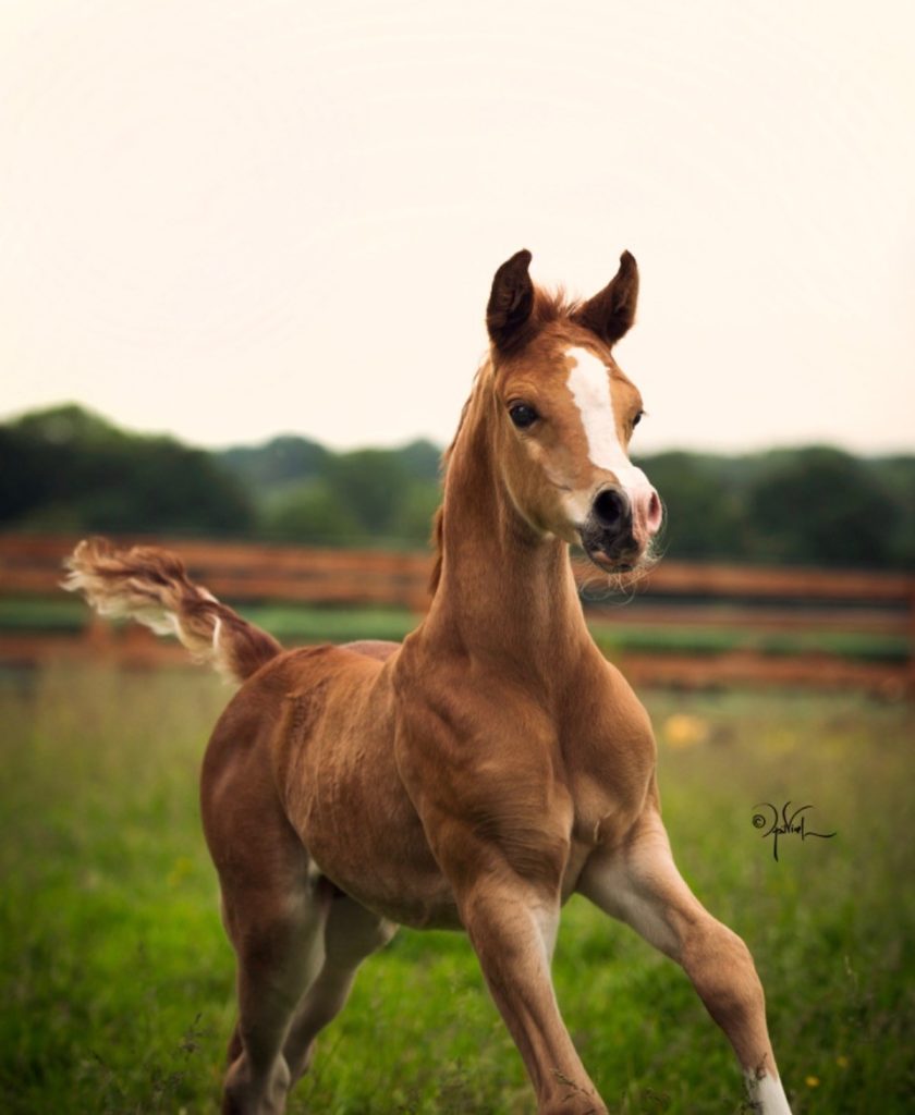 Beautiful, typey chestnut arabian colt galloping towards the camera in the field
