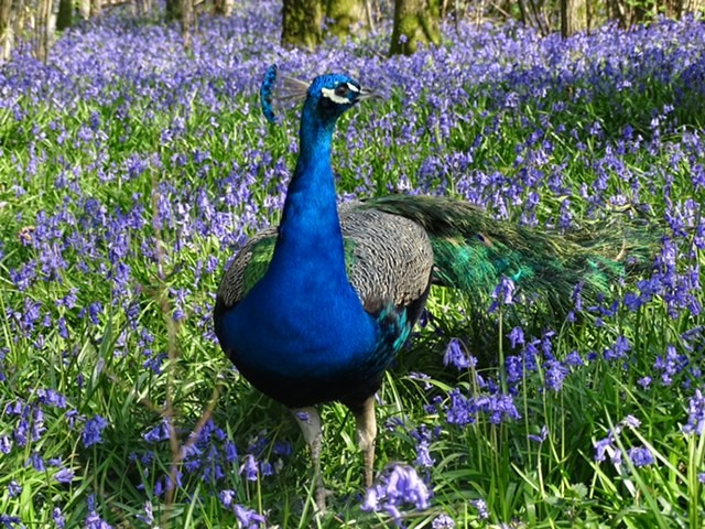Beautiful peacock in a bluebell field