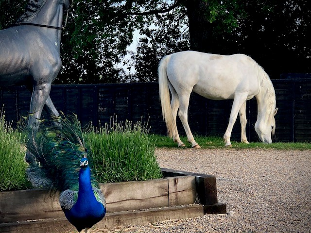 A peacock, an Arabian horse statue, and a white Arabian mare