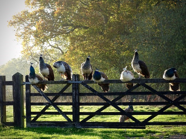 peachicks sitting on a wooden fence in front of a tree