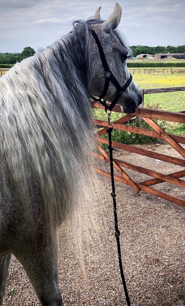 AV la Chic grey arabian mare sired by Al Lahab showing off her stunning long mane