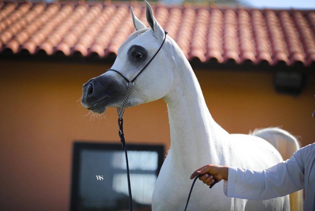 White arabian mare with an incredibly beautiful dished face, AV Purple Rain