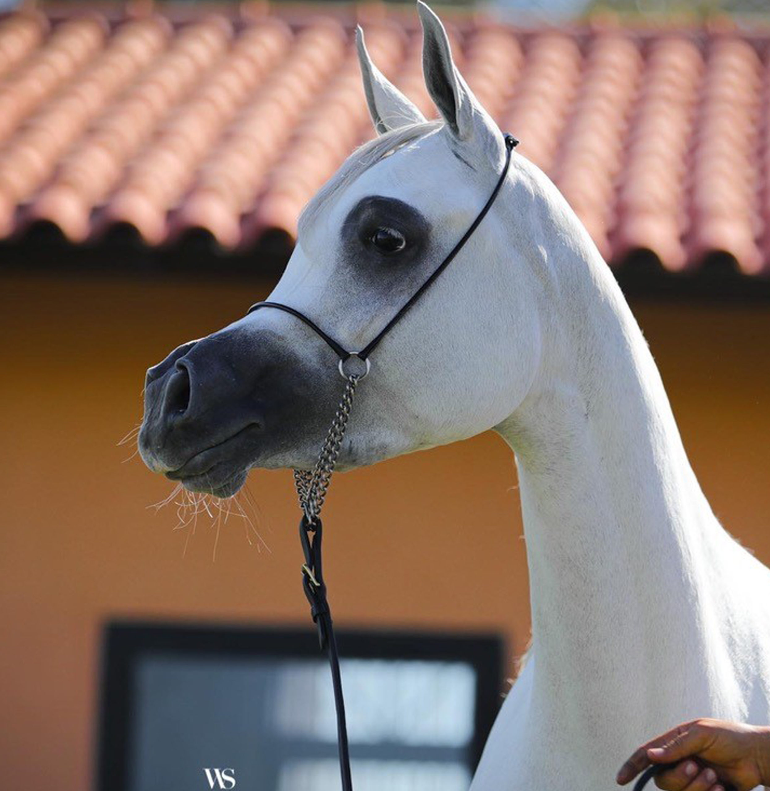 extremely typey white arabian filly standing in front of an orange building