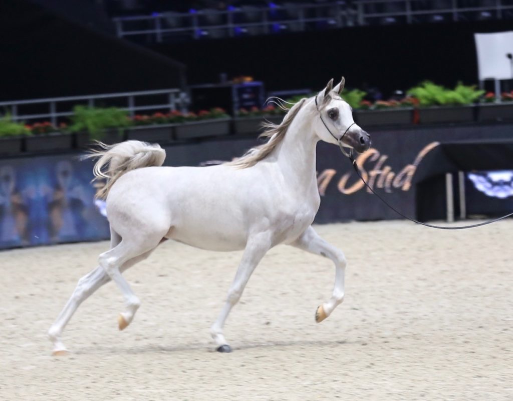 White Arabian filly trotting at the World championships for arabian horses in Paris, av purple rain top ten filly