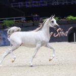Av Purple Rain, Paris top ten yearling filly, an extremely typey white arabian filly standing in the desert