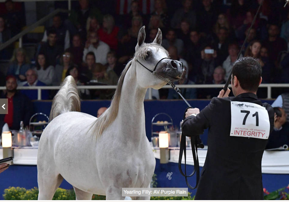 Extremely typey white Arabian filly in a standup at the world championships in paris