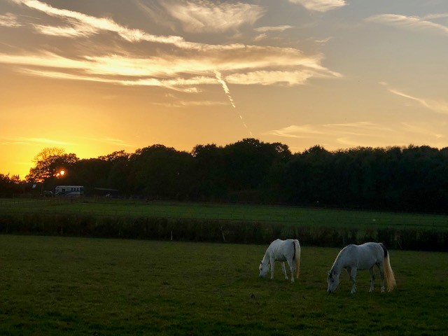 white arabian horses during a stunning sunset