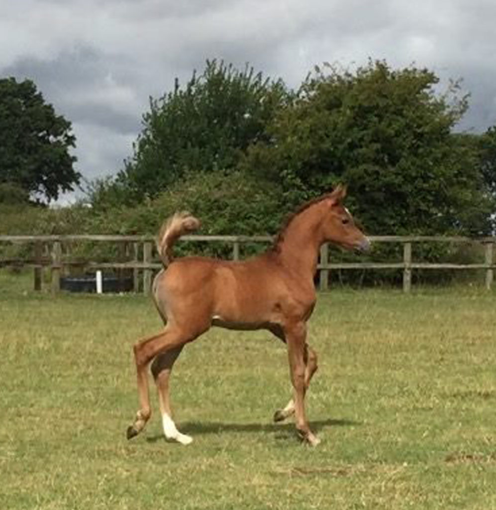 Chestnut arabian filly showing off in the pasture